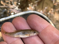 Catostomus latipinnis