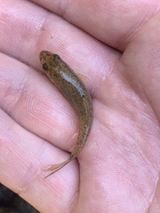 Catostomus latipinnis