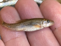 Catostomus latipinnis