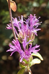 Monardella breweri lanceolata