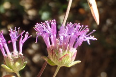 Monardella breweri lanceolata