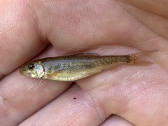 Catostomus latipinnis