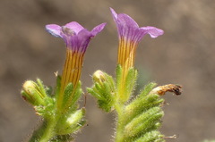 Phacelia keckii