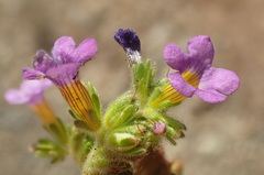 Phacelia keckii