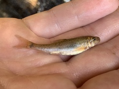 Catostomus latipinnis