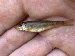 Catostomus latipinnis