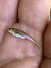 Lepidomeda mollispinis