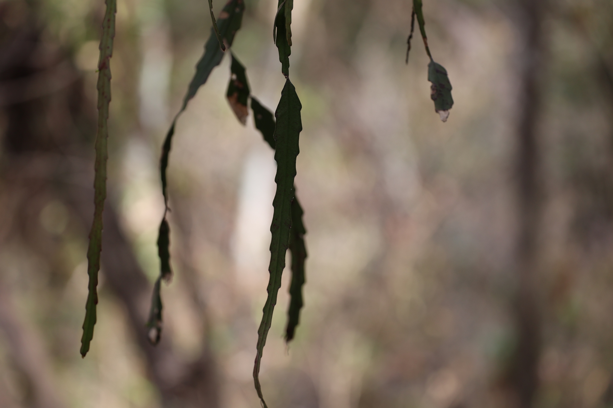 Lepismium lorentzianum