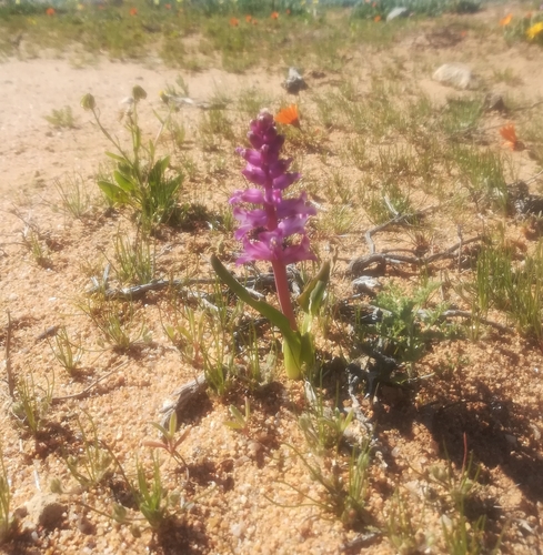 Image of Lachenalia splendida by (c) Noeleen du Toit, some rights reserved (CC BY-SA)