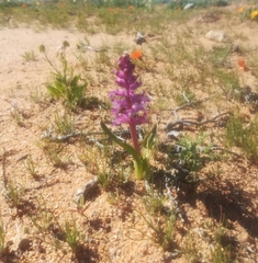 Lachenalia splendida