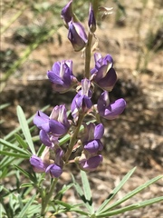 Lupinus hyacinthinus