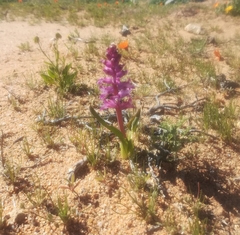 Lachenalia splendida