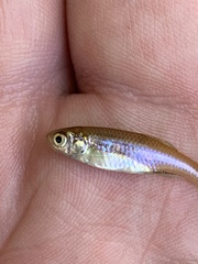 Lepidomeda mollispinis