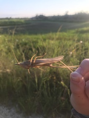 Neoconocephalus exiliscanorus