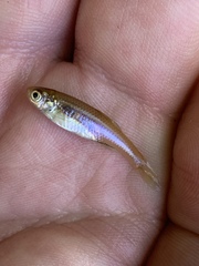 Lepidomeda mollispinis