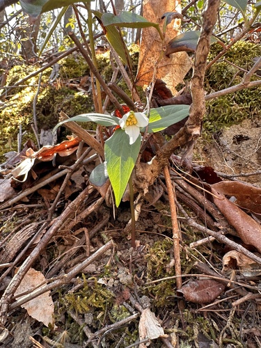persistent wakerobin (Trillium persistens)