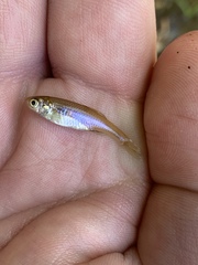 Lepidomeda mollispinis