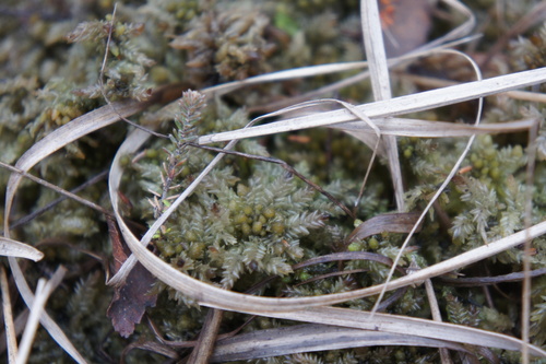 Image of Sphagnum papillosum by (c) Alex Press, some rights reserved (CC BY)