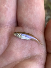 Lepidomeda mollispinis