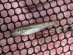 Rhinichthys osculus yarrowi