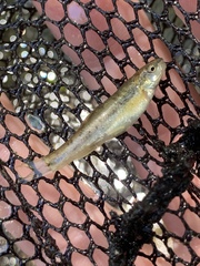 Rhinichthys osculus yarrowi