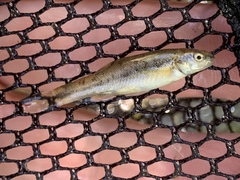 Rhinichthys osculus yarrowi