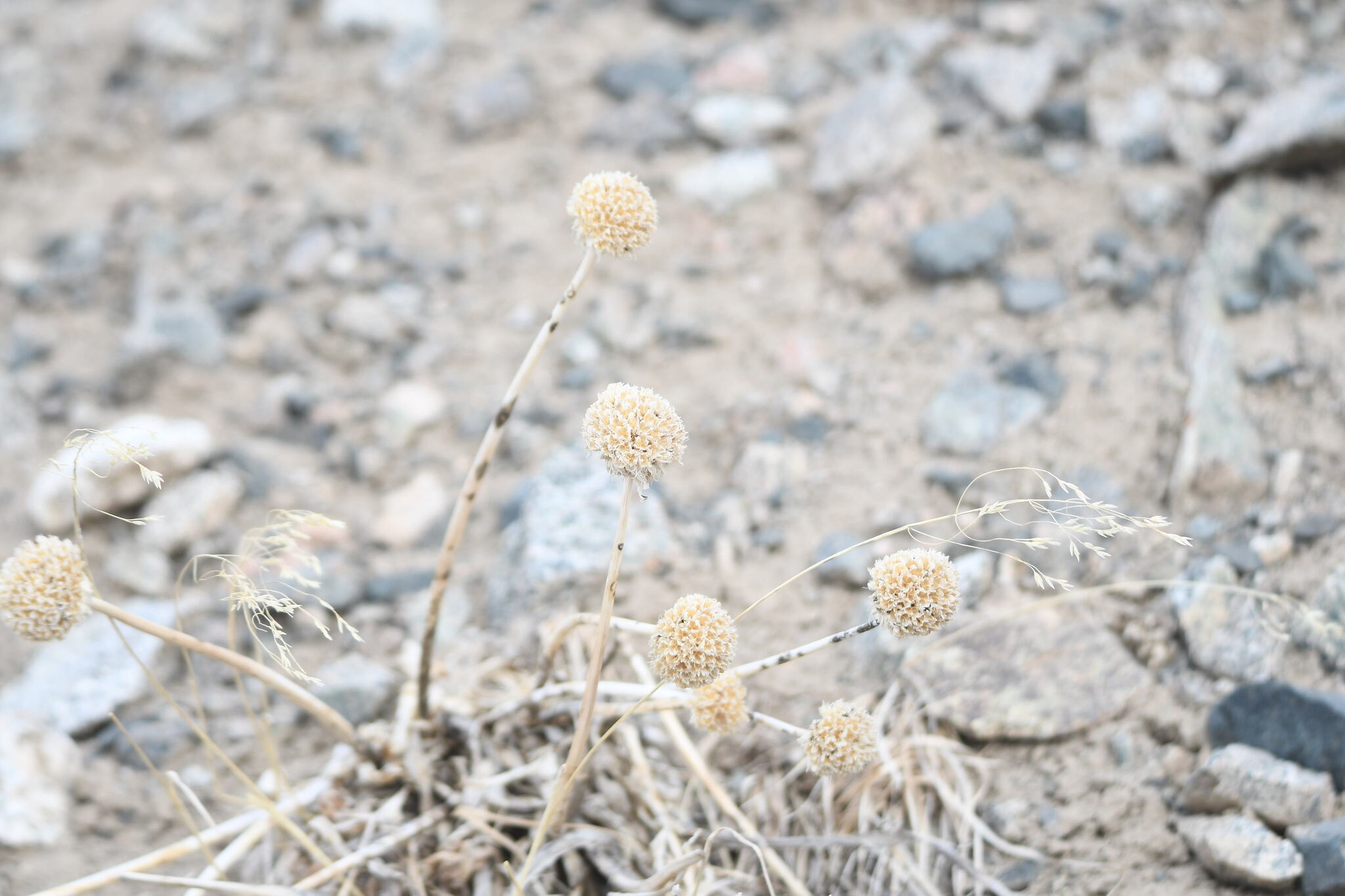 Lomelosia alpestris
