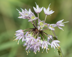 Allium cernuum