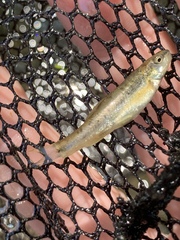 Rhinichthys osculus yarrowi