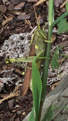 Schistocerca obscura