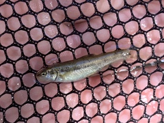 Rhinichthys osculus yarrowi