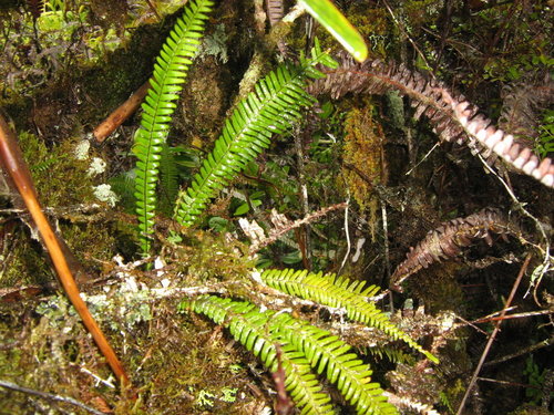 Ctenopterella blechnoides