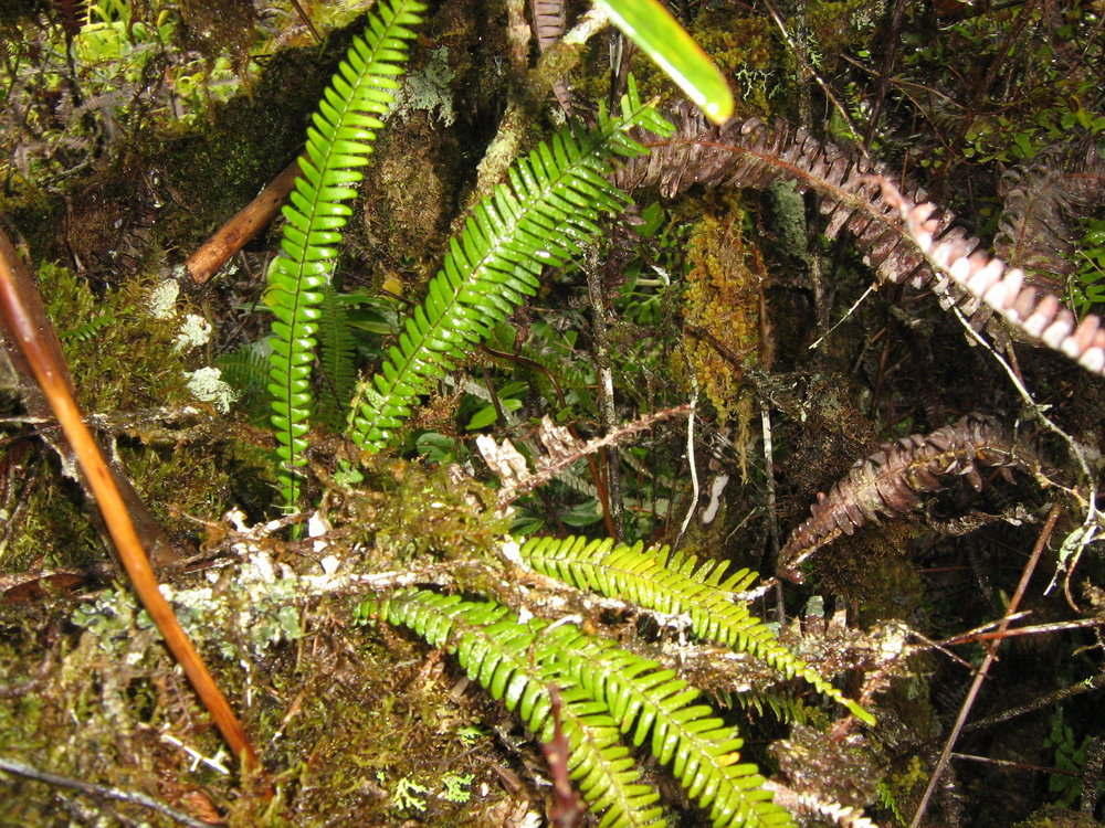 Ctenopterella blechnoides