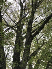 Fraxinus biltmoreana