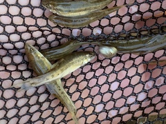 Rhinichthys osculus yarrowi