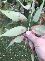 Fraxinus biltmoreana