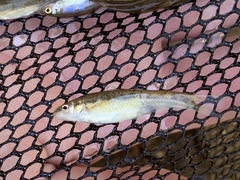 Rhinichthys osculus yarrowi