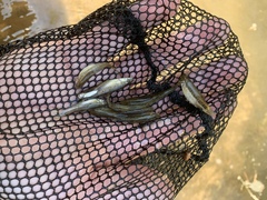 Rhinichthys osculus yarrowi