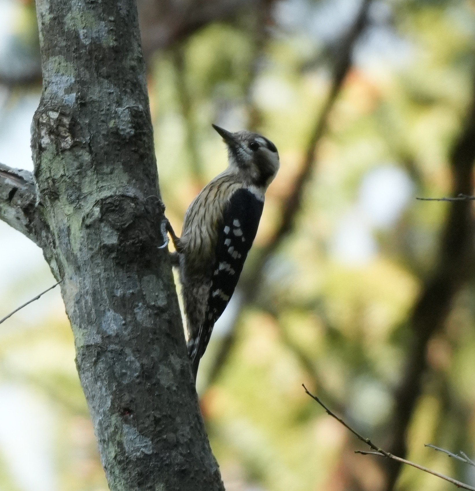 Grey-capped Pygmy Woodpecker