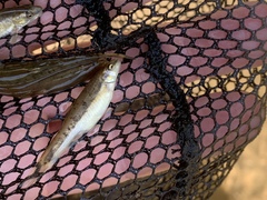 Rhinichthys osculus yarrowi