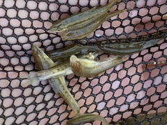 Rhinichthys osculus yarrowi