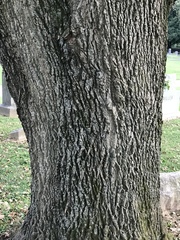 Fraxinus biltmoreana