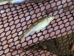 Rhinichthys osculus yarrowi