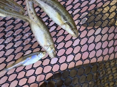 Rhinichthys osculus yarrowi