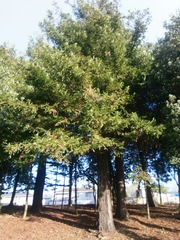 Sequoia sempervirens