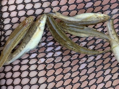 Rhinichthys osculus yarrowi