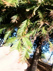 Sequoia sempervirens