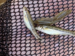 Rhinichthys osculus yarrowi