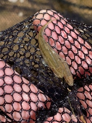 Rhinichthys osculus yarrowi