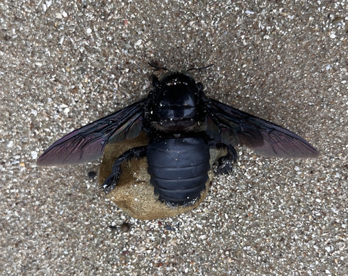 Broad-handed Carpenter Bee